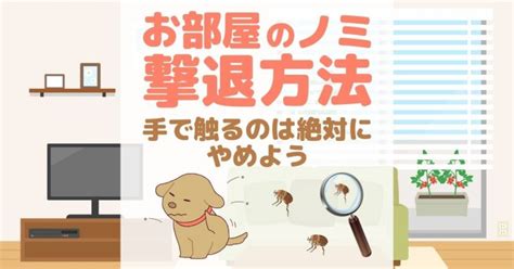 家蚤|家にいるノミやダニを駆除する方法 (画像あり)